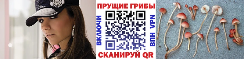 Псилоцибиновые грибы Magic Shrooms  darknet как зайти  Весьегонск  наркота 